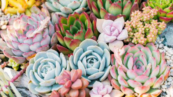 How To Water Succulents 1 Best Care Guide