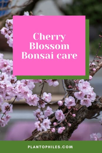 Cherry Blossom Bonsai Care 1 Best Secrets