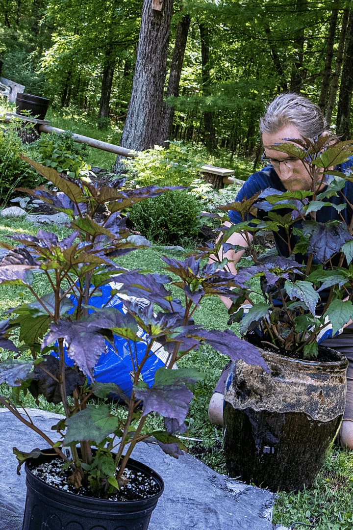 How To Propagate A Hibiscus Best Guide