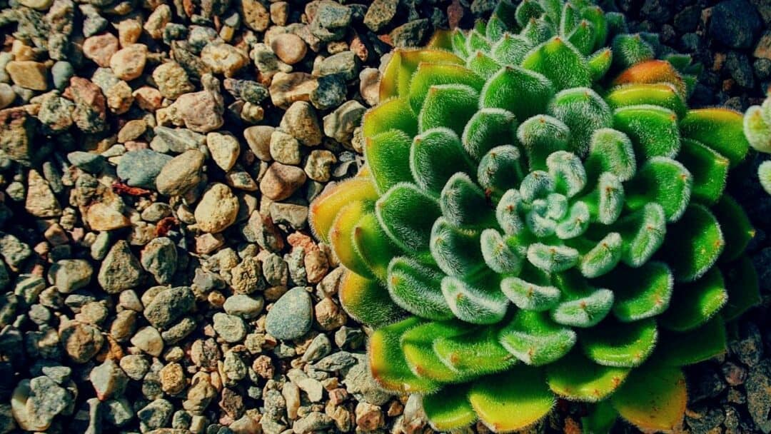 How To Propagate Succulents With Honey The Pro Way