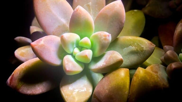 How To Propagate Succulents With Honey The Pro Way