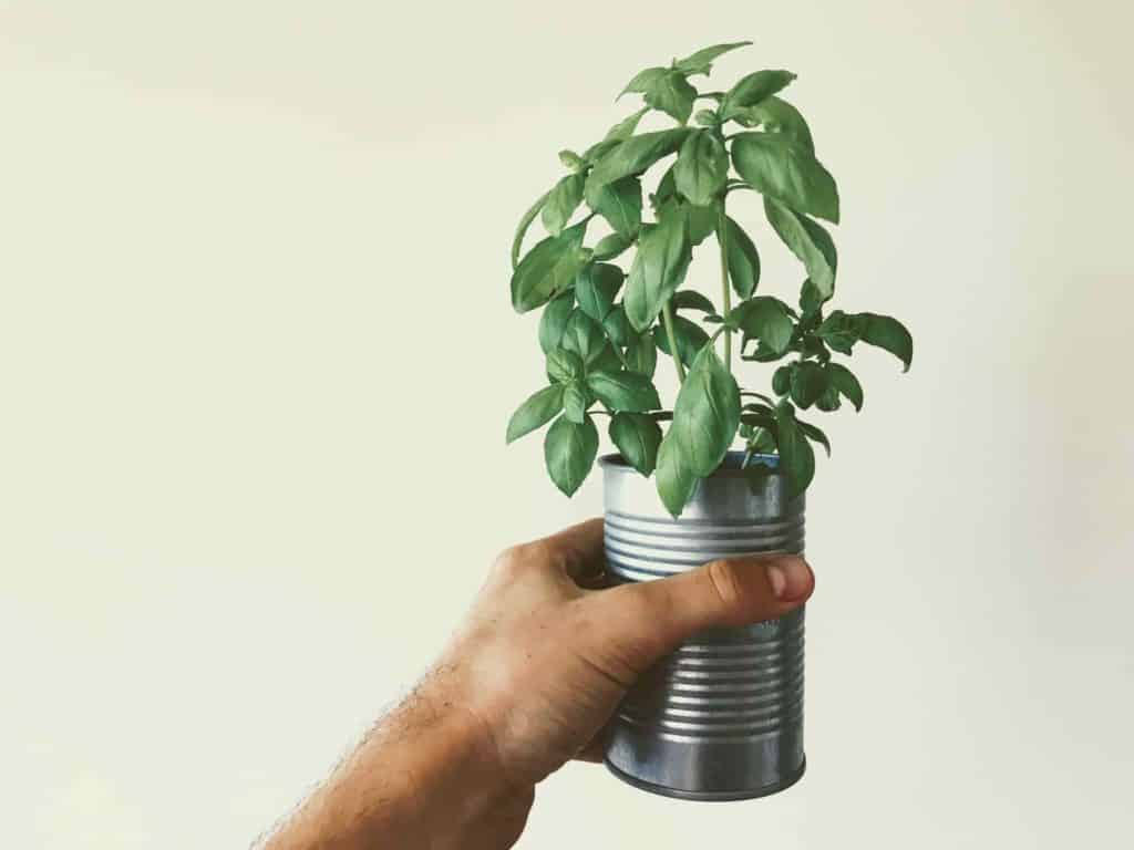 10个最好的建议如何保持草188金宝慱亚洲F1本植物在室内存活-最佳指南2