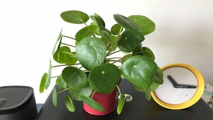 Pilea Peperomioides (Chinese Money Plant) – #1 Best Guide