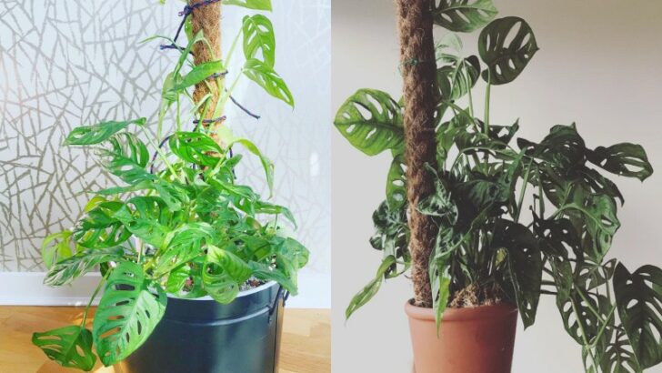 Monstera adansonii Care – How to Grow This Aroid Like a Pro