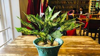 Chinese Evergreen Plant Care