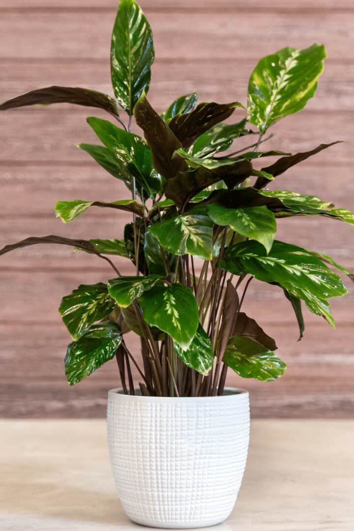 Chinese Evergreen Care - #1 Best Secrets!