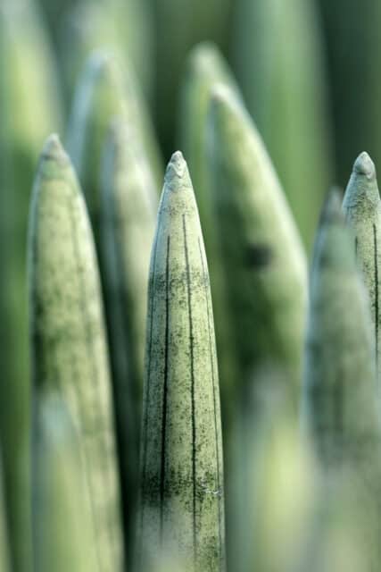 Sansevieria Care — The #1 Best Guide | + Infographic