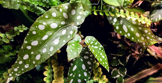 Begonia Maculata Care -Polka Dot Begonia Growing Guide