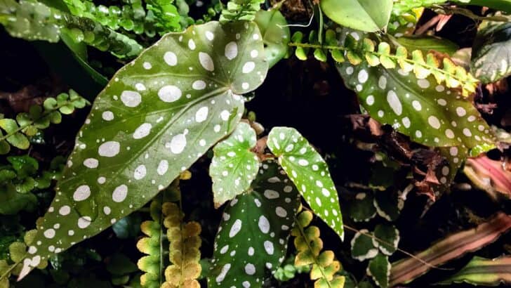 Begonia Maculata Care -Polka Dot Begonia Growing Guide