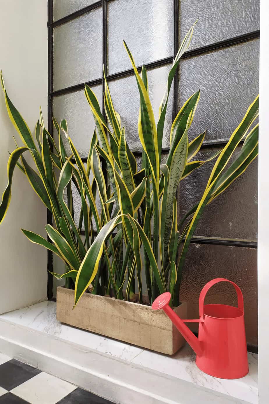 Sansevieria Care — The 1 Best Guide Infographic 