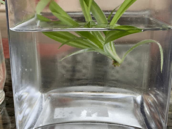 为了繁殖一株蜘蛛植物，把一株小蜘蛛剪下来，放在水里直到它长出自己的根