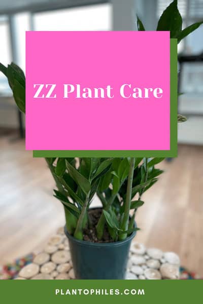 ZZ Plant Care