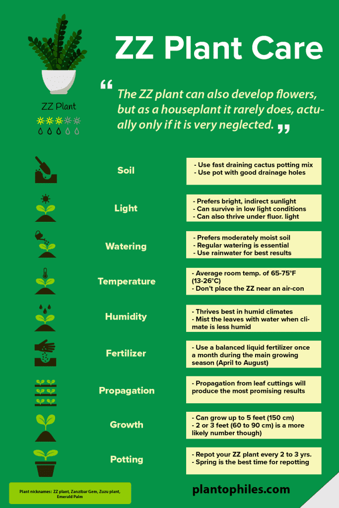 ZZ Plant Care Infographic