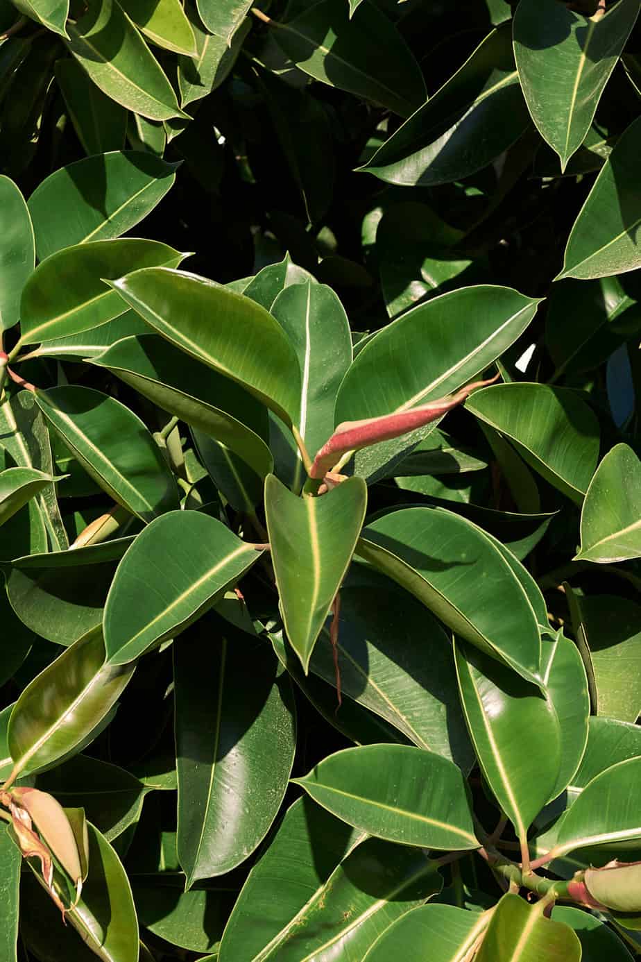 Rubber Plant Care - Ficus Elastica Growing Guide