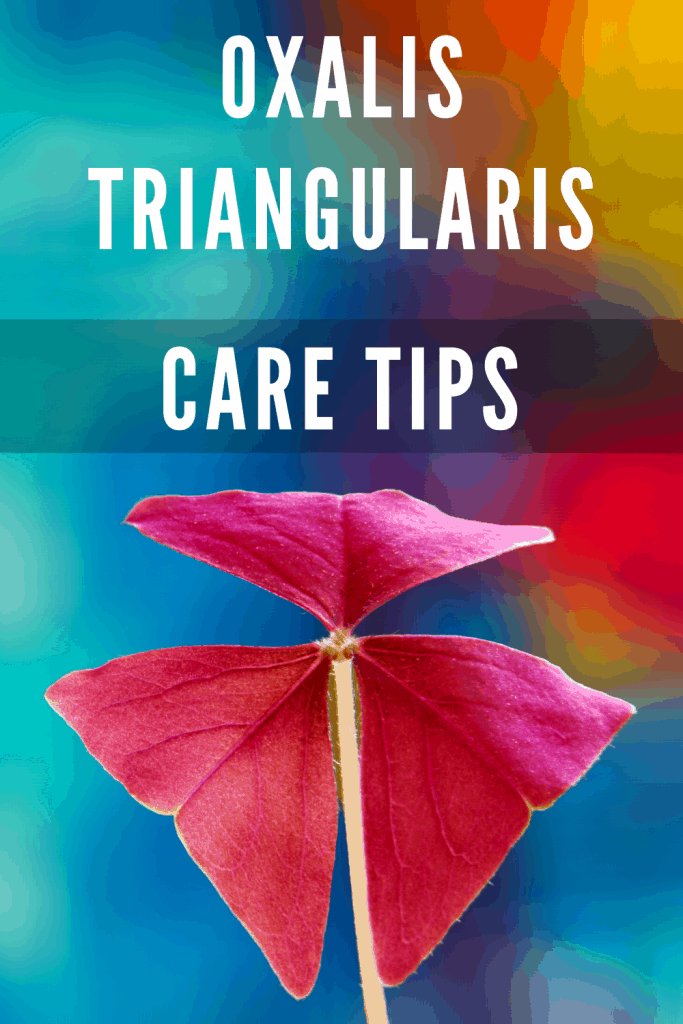 Oxalis Triangularis Care Tips