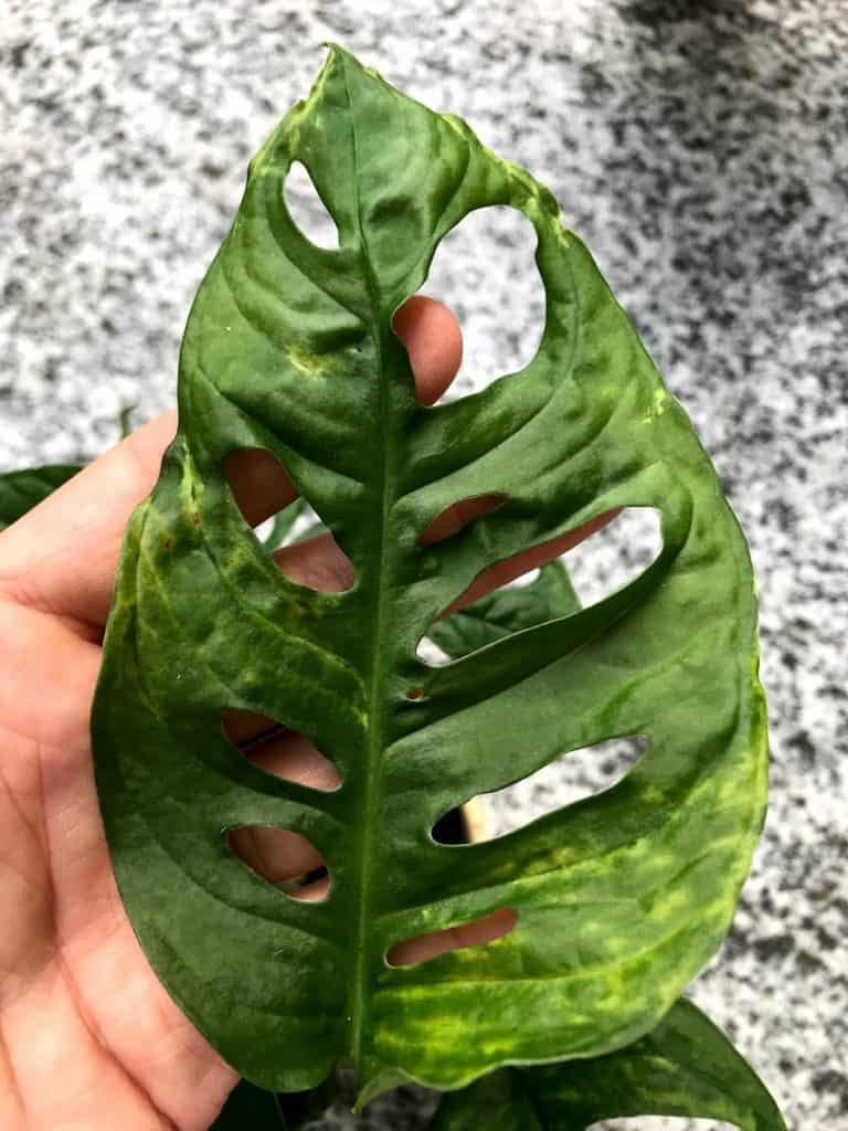 Mosaic virus infected aroid leaf