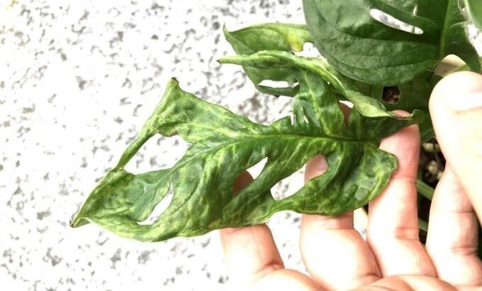 Mosaic Virus – Is My Plant Infected and How Do I Treat It?