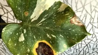 Bacterial infection seen on leaf of Monstera ThaI Constellation