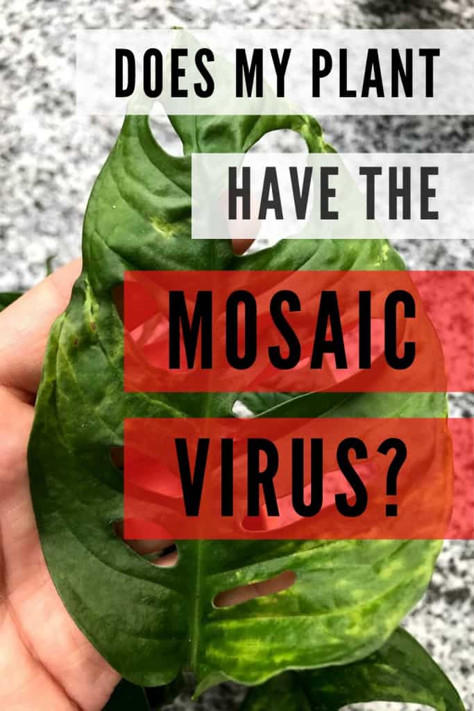 Does My Plant Have The Mosaic Virus?