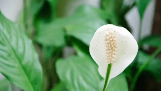 Peace Lily Flowering with Spathe and Spadix