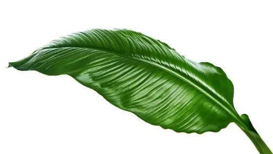 A healthy Peace Lily leaf has a dark green colour