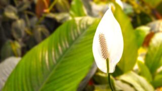 Peace Lily Plant Care Guide