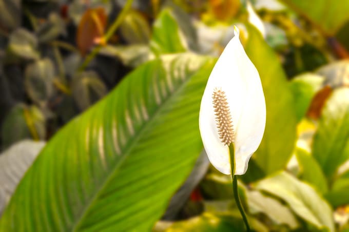 Peace Lily Plant Care Guide