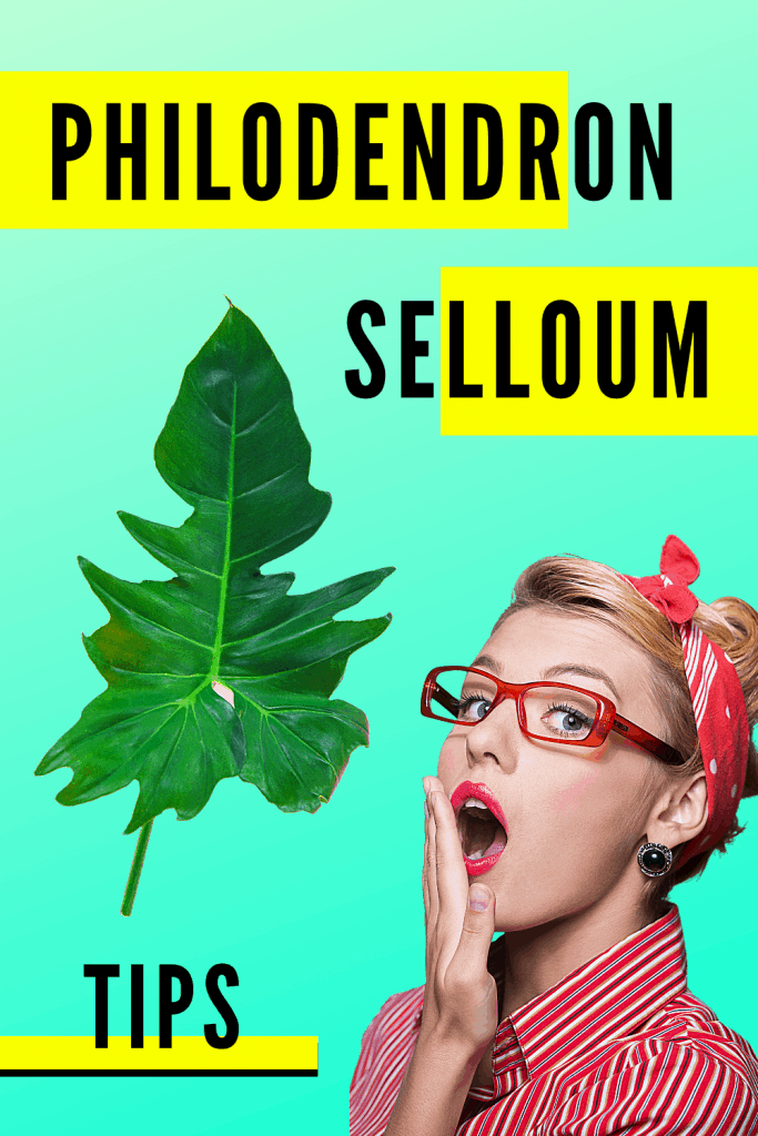 Philodendron Selloum Plant Care Tips