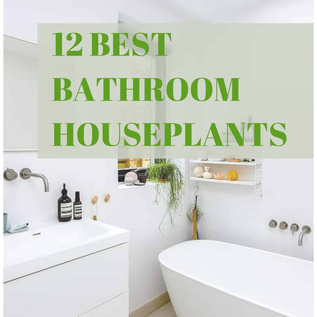 The 12 Best Houseplants For Your Bathroom