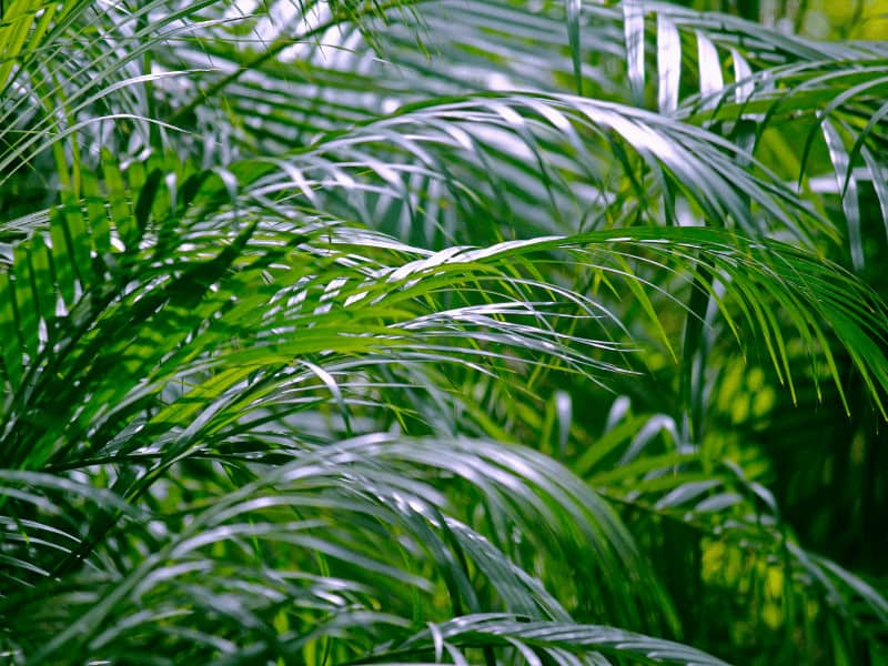 竹棕榈(槟榔棕榈)