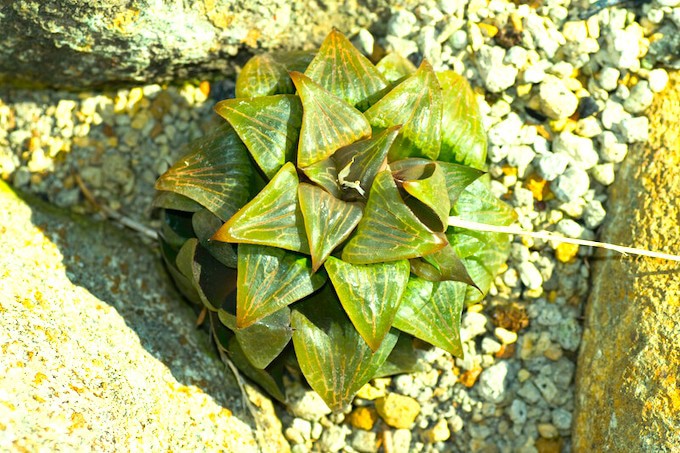 垫芦荟(Haworthia retusa)