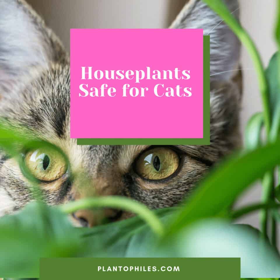 40 Best Houseplants Safe for Cats - Pet-Friendly Plants