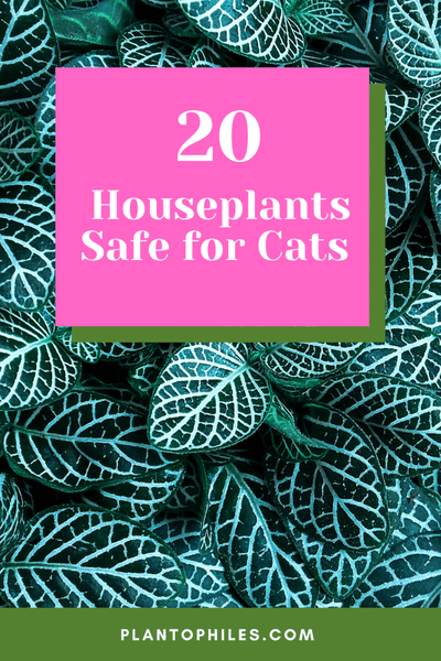 Houseplants Safe for Cats
