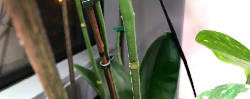 Node on Phalaenopsis Orchid for Keiki Paste application