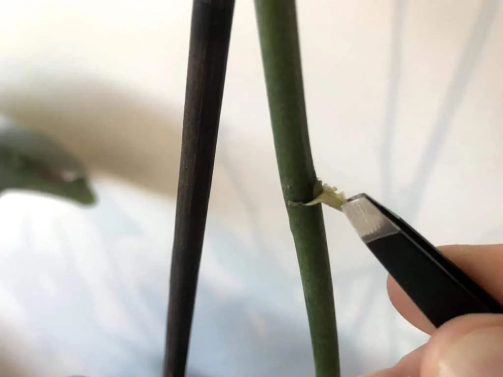 We used tweezers to remove the protective tissue from the eye of an orchid