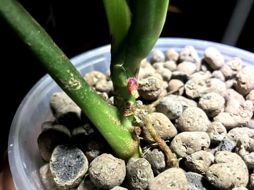 A little something is growing on the Monstera NoID. At this stage it could be anything. Will it be an air root or could it be a new shoot? (January 27th)