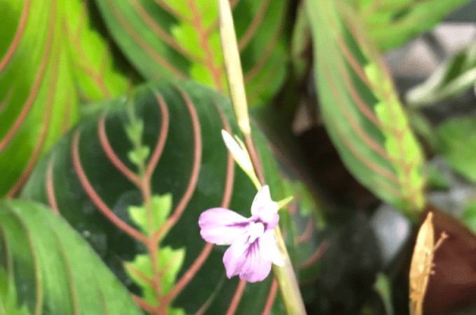 Prayer Plant (Maranta Leuconeura)