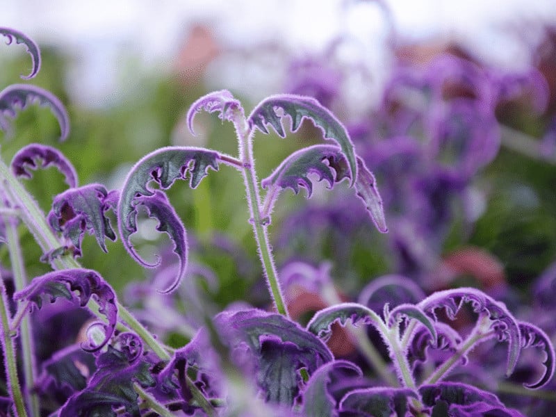 紫绒植物或紫百香植物(Gynura aurantiaca)