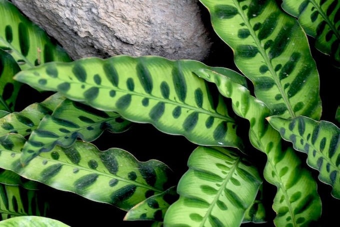 Rattlesnake plant (Calathea insignis)