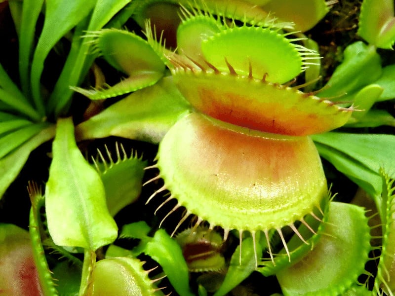 捕蝇草(Dionaea muscipula)