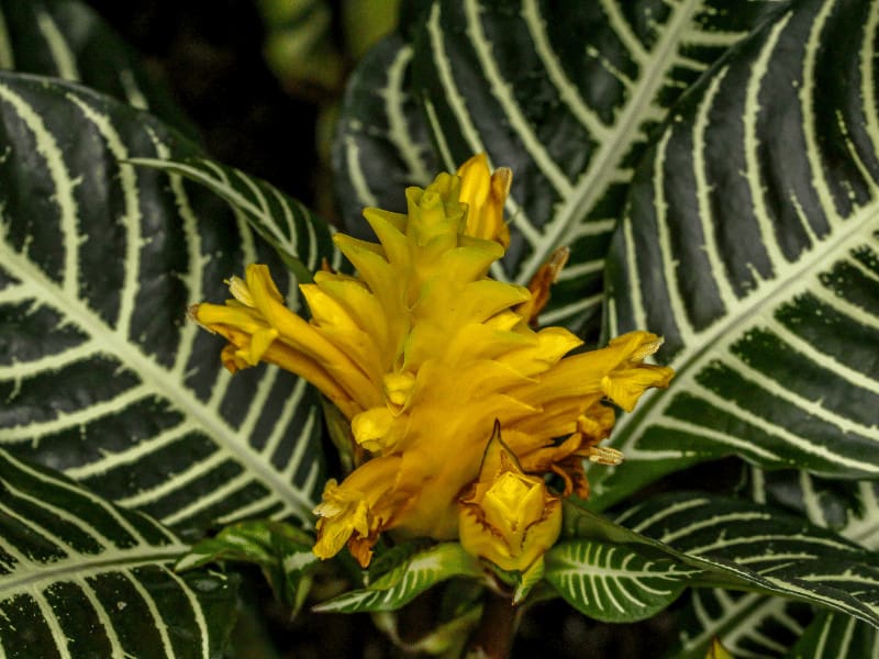 斑马植物(Aphelandra squarrosa)