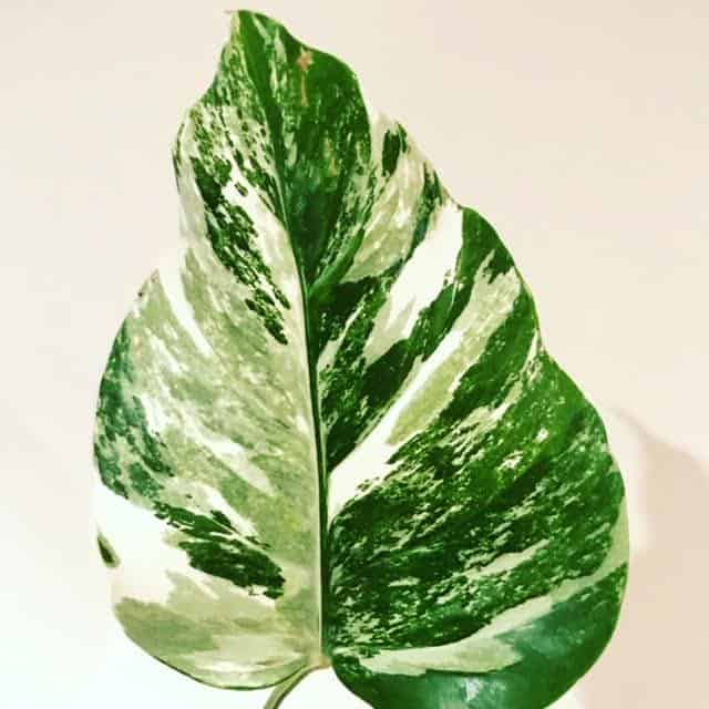 Monstera Deliciosa Borsigiana Variegated leaf