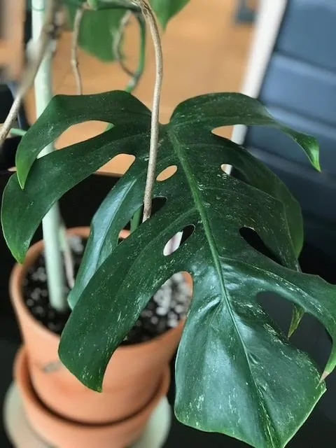 Mature Monster Deliciosa Borsigiana Variegata leaf with little variegation