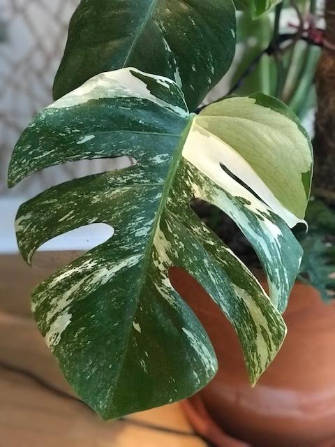Semi-mature Monstera Deliciosa Variegata leaf with the typical Swiss Cheese plant slits