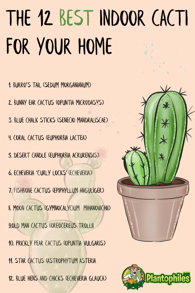 12种最适合你家的室内仙人掌