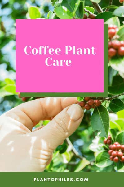 咖啡植物护理