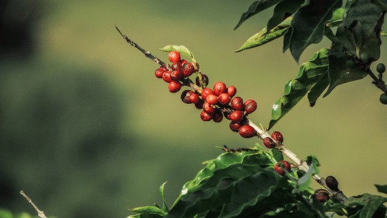 咖啡植物的果实