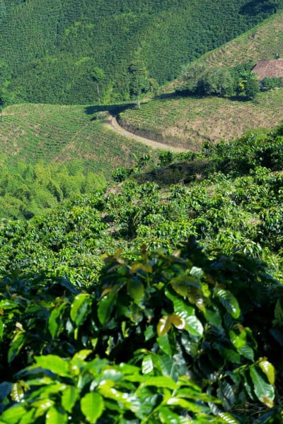 咖啡树喜欢潮湿188金宝慱亚洲体育，在湿度超过50%的环境中生长得最好