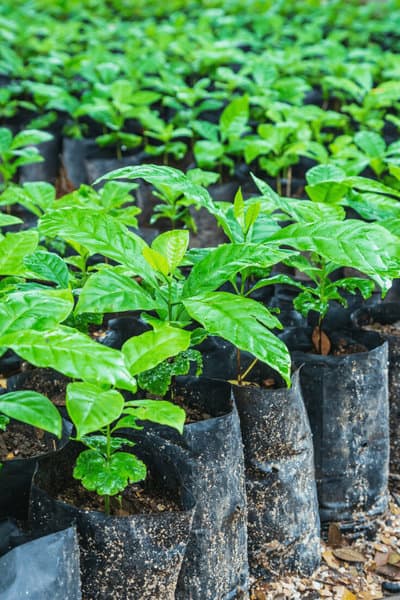 园艺用的沙子和泥炭苔藓是种植咖啡树的理想混合土壤188金宝慱亚洲体育