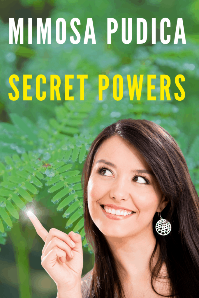 Mimosa Pudica Secrets